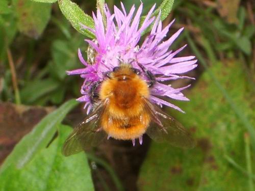Bombus pascuorum